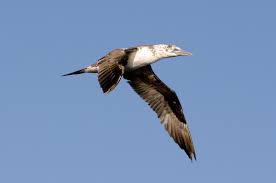 Image result for Morus bassanus