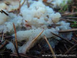 Attēlu rezultāti vaicājumam “Sebacina incrustans”