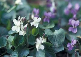 Attēlu rezultāti vaicājumam “Viola odorata leaf”