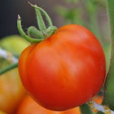 Afbeeldingsresultaat voor bloody butcher tomato