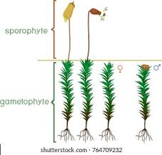 Attēlu rezultāti vaicājumam “Polytrichum commune sporophyte”