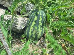 Attēlu rezultāti vaicājumam “Citrullus lanatus leaf”