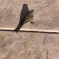 Image result for Chondestes grammacus