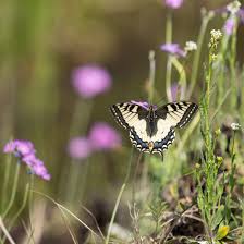Attēlu rezultāti vaicājumam “Boloria eunomia upperside”