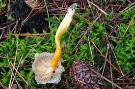 Attēlu rezultāti vaicājumam “Hemitrichia lutescens”