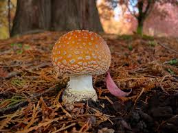 Attēlu rezultāti vaicājumam “Craterocolla cerasi”