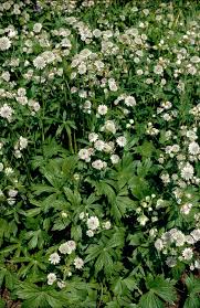 Attēlu rezultāti vaicājumam “Astrantia major leaf”