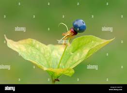 Attēlu rezultāti vaicājumam “Paris quadrifolia fruit”