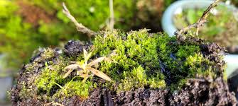 Attēlu rezultāti vaicājumam “Warnstorfia fluitans”