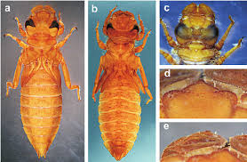 Attēlu rezultāti vaicājumam “Orthosia sp. larva”