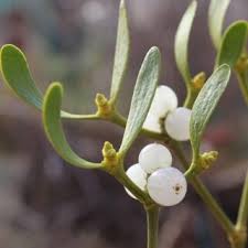 Attēlu rezultāti vaicājumam “Viscum album female flower”