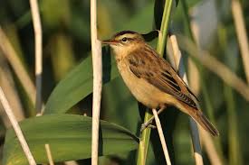 Attēlu rezultāti vaicājumam “Acrocephalus schoenobaenus”