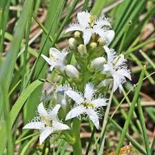Attēlu rezultāti vaicājumam “Menyanthes trifoliata bud”