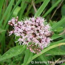 Image result for Eupatorium cannabinum
