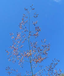 Attēlu rezultāti vaicājumam “Agrostis capillaris”