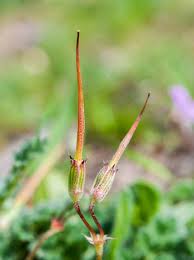 Attēlu rezultāti vaicājumam “Erodium cicutarium bud”