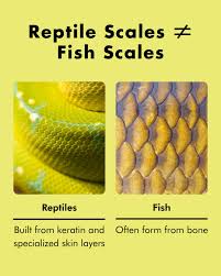 Image result for reptile scales