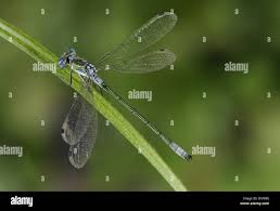 Attēlu rezultāti vaicājumam “Lestes dryas male”