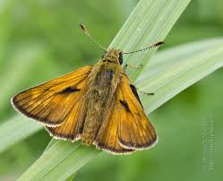 Attēlu rezultāti vaicājumam “Ochlodes sylvanus”