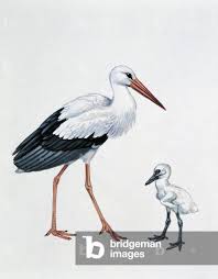 Attēlu rezultāti vaicājumam “Ciconia ciconia juvenile”