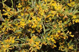 Attēlu rezultāti vaicājumam “Anthyllis maritima leaf”