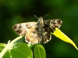 Attēlu rezultāti vaicājumam “Carcharodus floccifera upperside”
