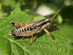 Attēlu rezultāti vaicājumam “Podisma pedestris”