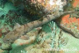 Image result for Haploblepharus pictus