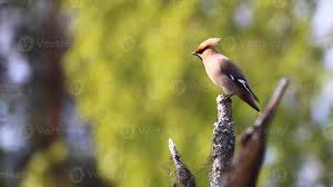Attēlu rezultāti vaicājumam “Bombycilla garrulus”
