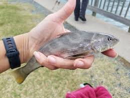 Image result for Menticirrhus americanus