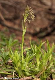 Attēlu rezultāti vaicājumam “Luzula luzuloides fruit”