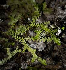 Attēlu rezultāti vaicājumam “Hygrohypnum luridum sporophyte”