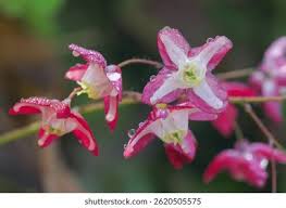 Attēlu rezultāti vaicājumam “Epimedium alpinum”