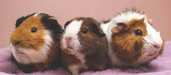 Image result for хомек