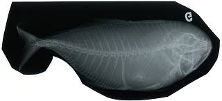 Image result for Caranx bartholomaei