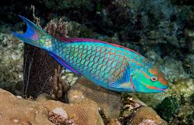 Image result for Sparisoma viride