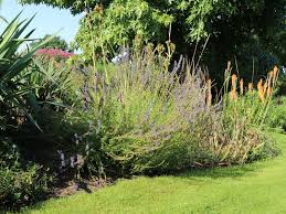 Image result for Ysop