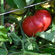 Afbeeldingsresultaat voor mortgage lifter bicolor strain tomato