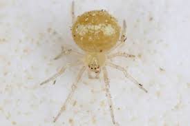 Attēlu rezultāti vaicājumam “Paidiscura pallens”