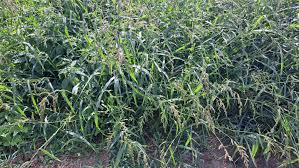 Attēlu rezultāti vaicājumam “Echinochloa crus-galli leaf”
