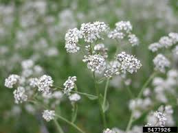 Attēlu rezultāti vaicājumam “Lepidium latifolium flower”