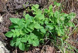 Attēlu rezultāti vaicājumam “Solanum tuberosum leaf”