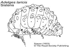 Attēlu rezultāti vaicājumam “Adelges laricis”