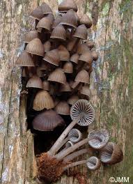 Attēlu rezultāti vaicājumam “Mycena stipata”