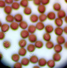 Attēlu rezultāti vaicājumam “Badhamia affinis var. microspora”