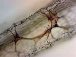 Attēlu rezultāti vaicājumam “Stemonitopsis aequalis (var. aequalis) macro”
