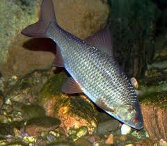 Image result for Rutilus rutilus