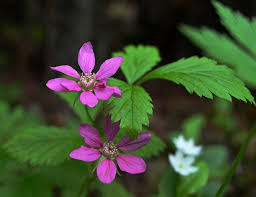 Attēlu rezultāti vaicājumam “Rubus arcticus flower”