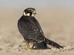 Attēlu rezultāti vaicājumam “Falco subbuteo”