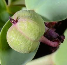 Attēlu rezultāti vaicājumam “Euphorbia palustris fruit”